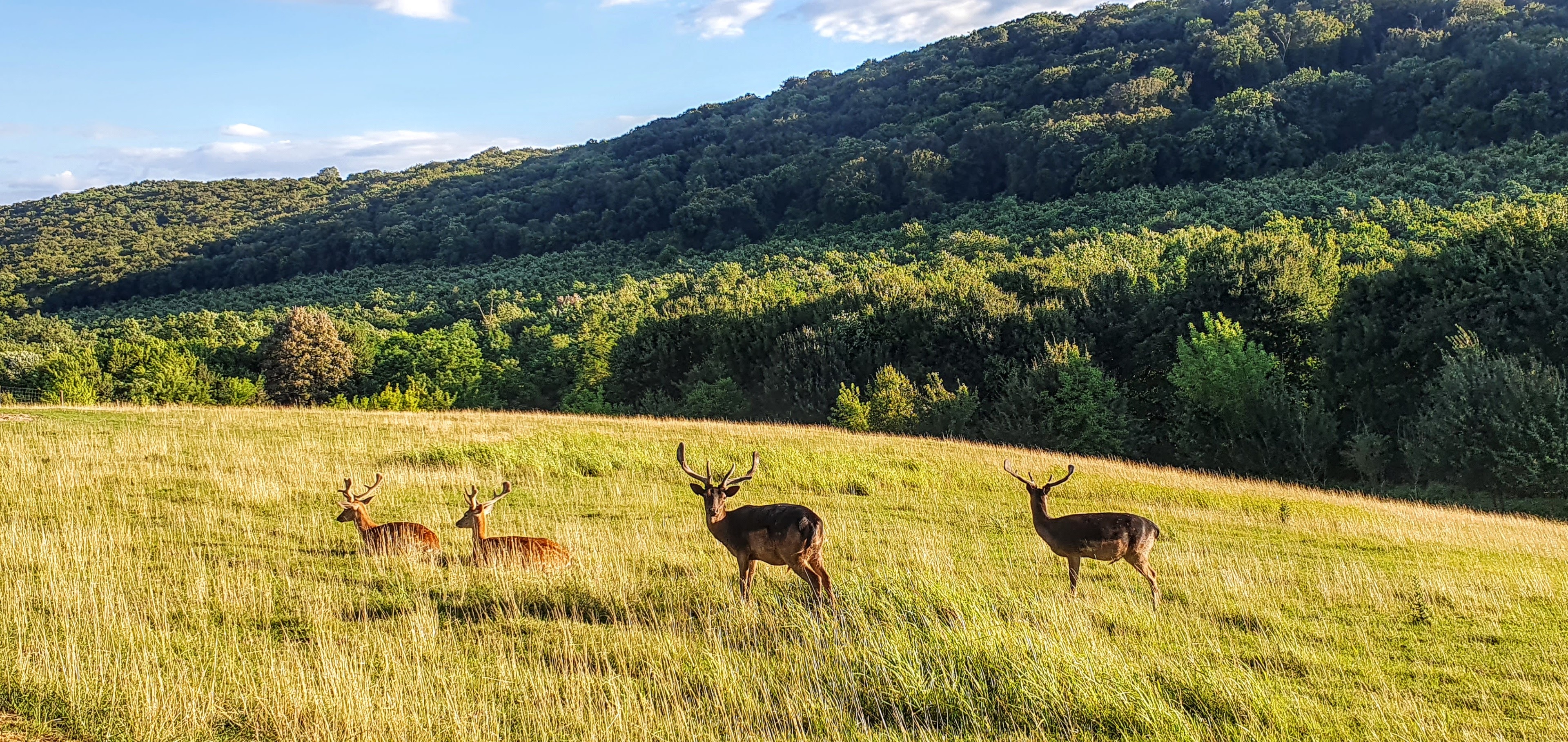 Scoutaround White Logo