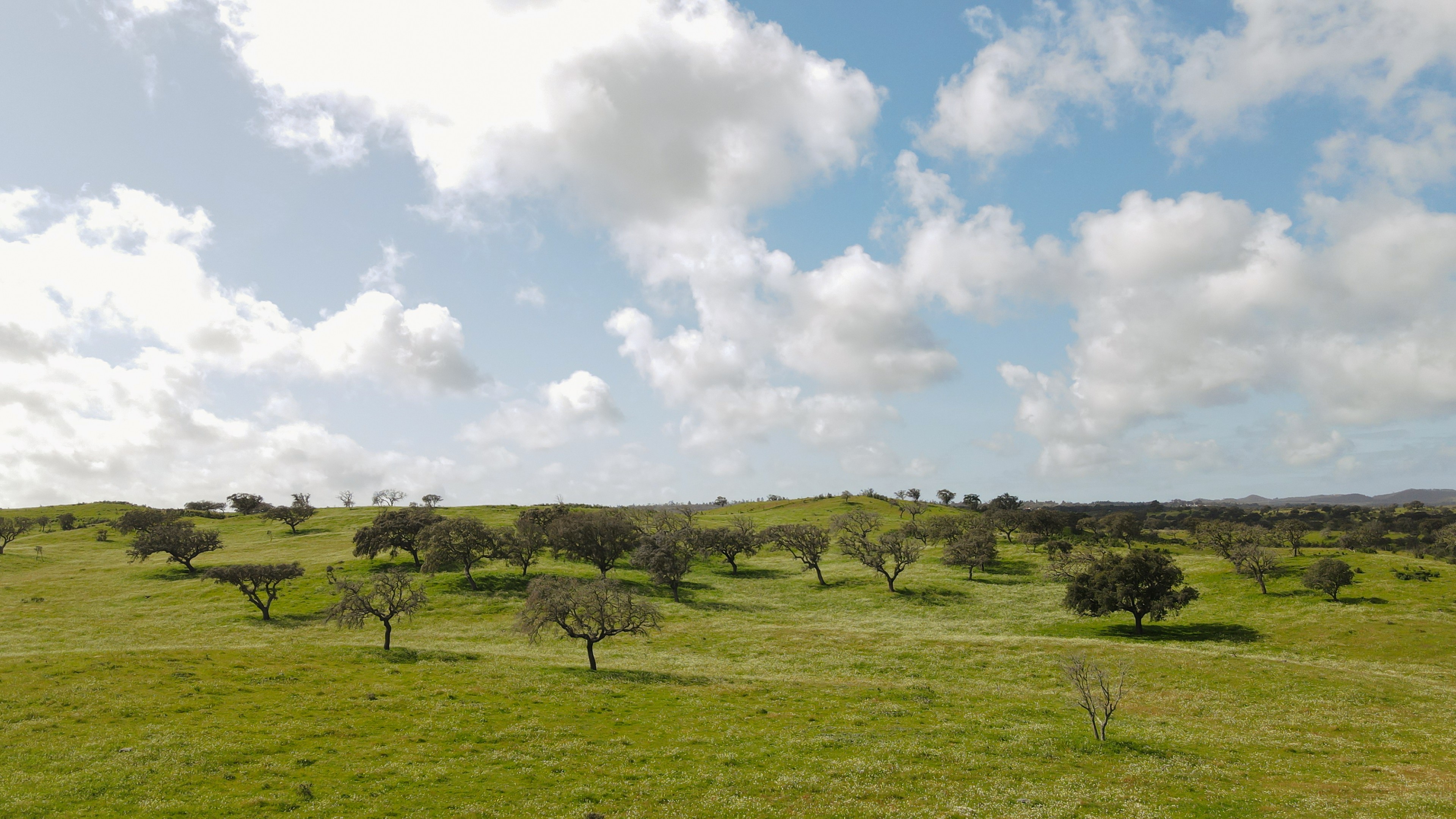 Scoutaround White Logo