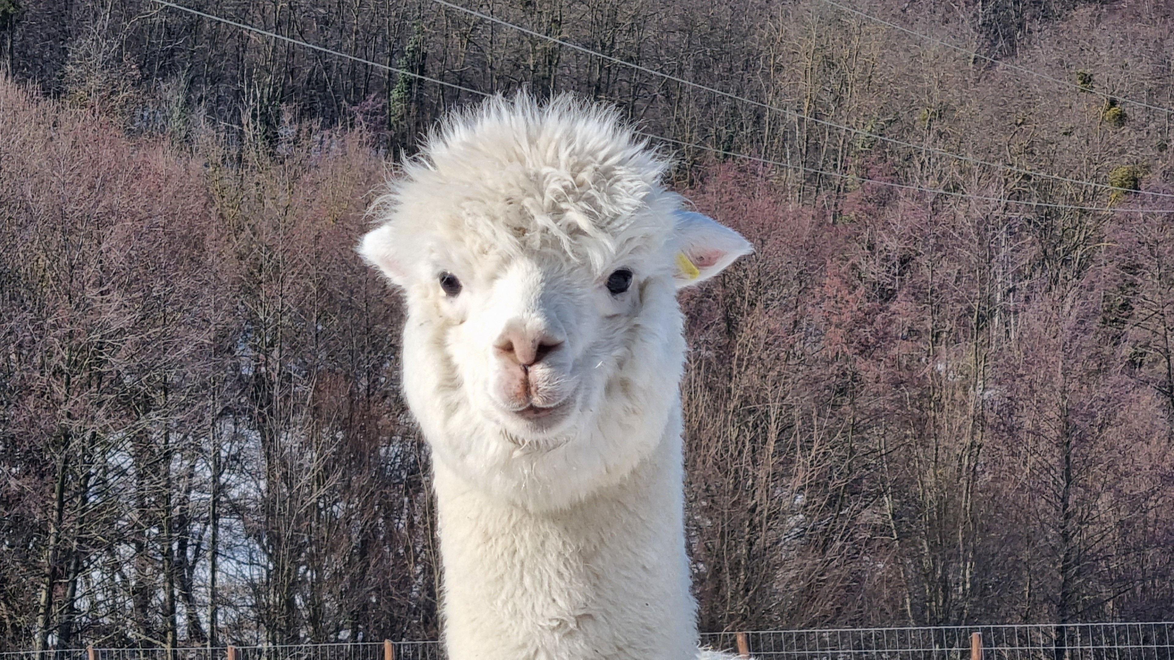 Scoutaround White Logo