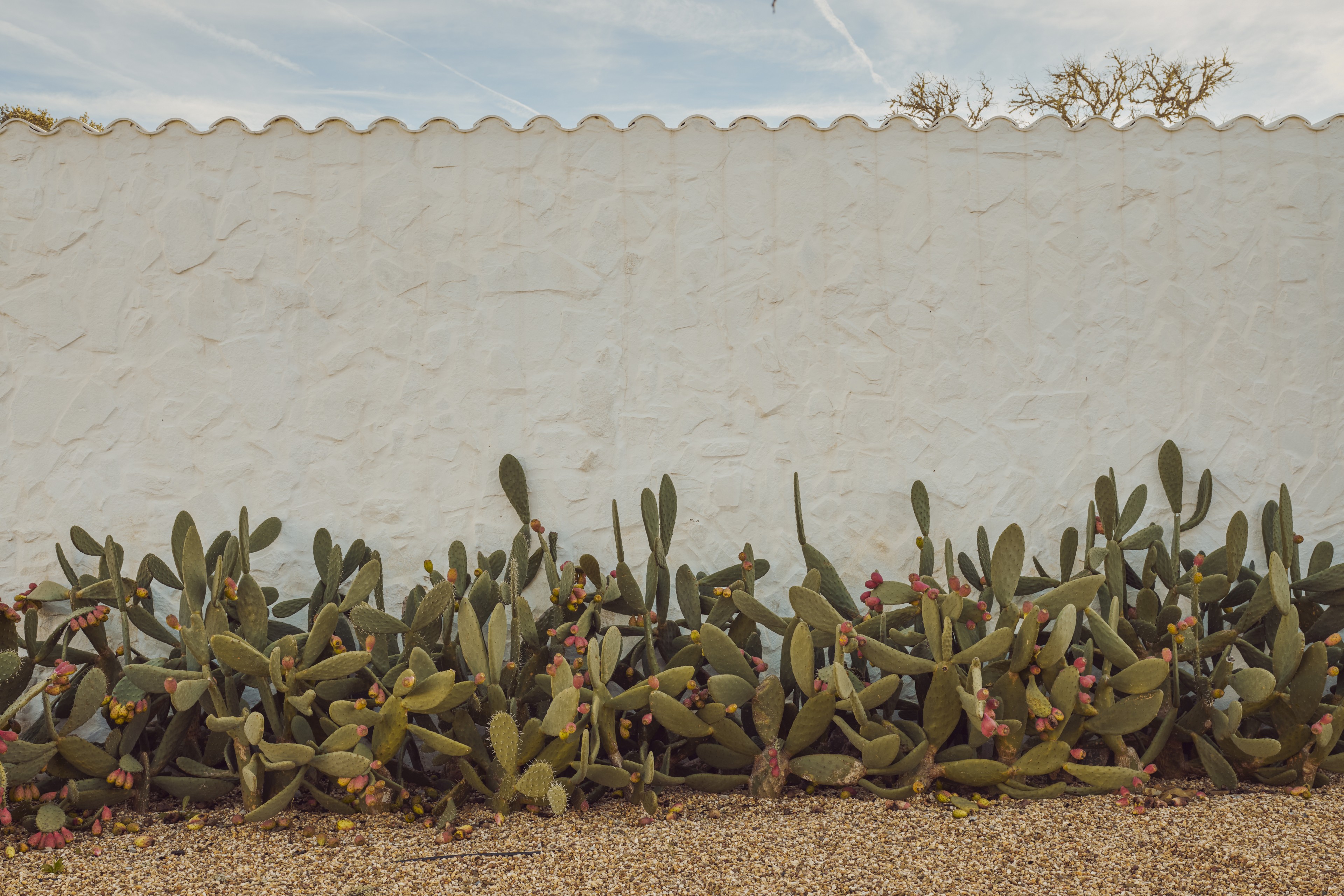 Scoutaround White Logo