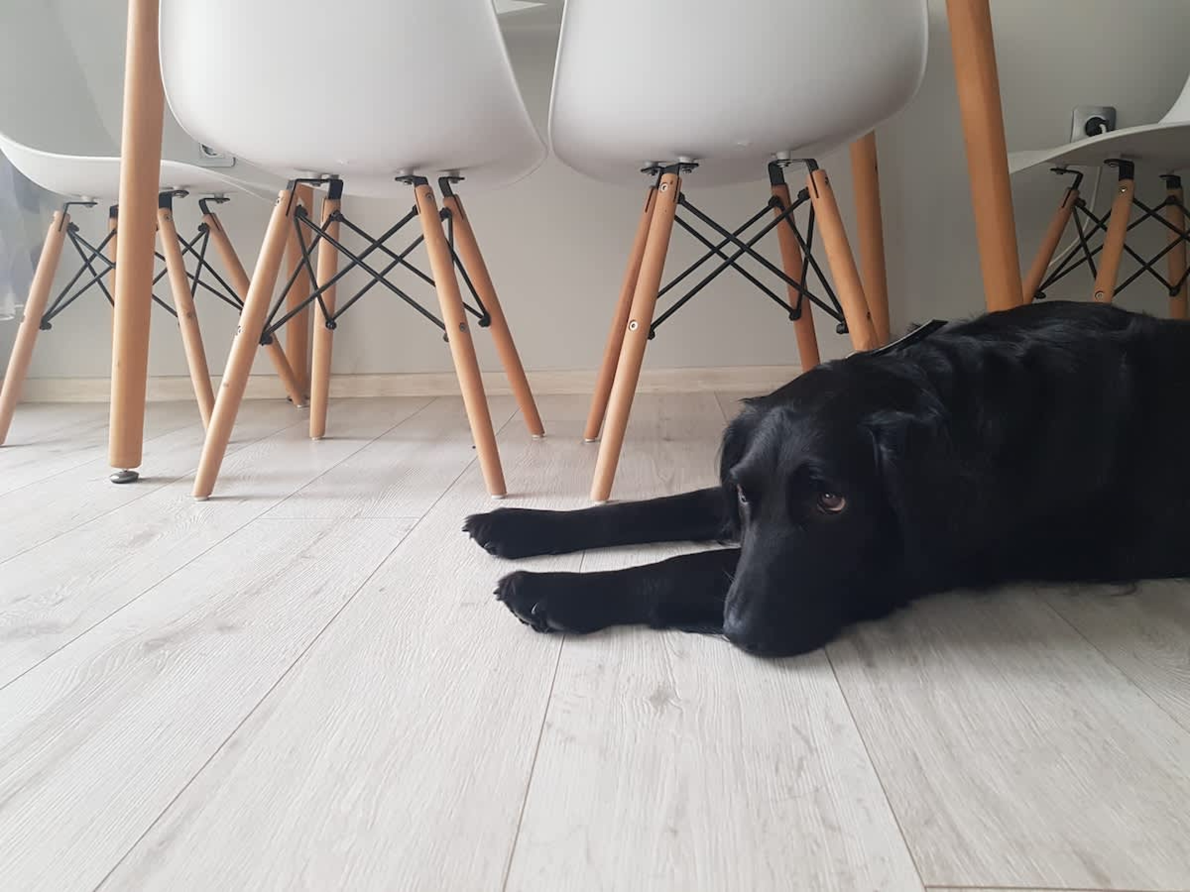 Scoutaround White Logo