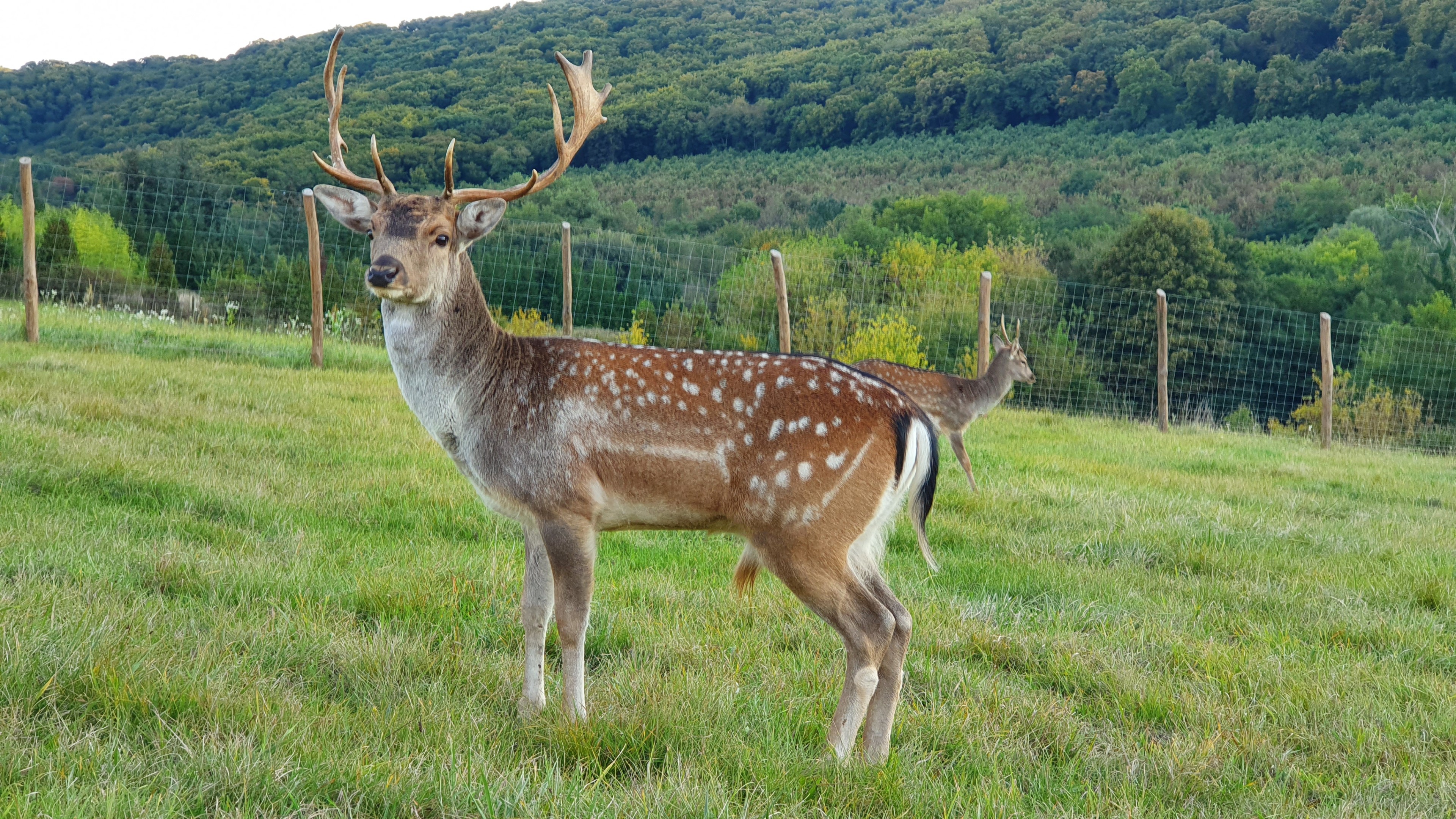 Scoutaround White Logo