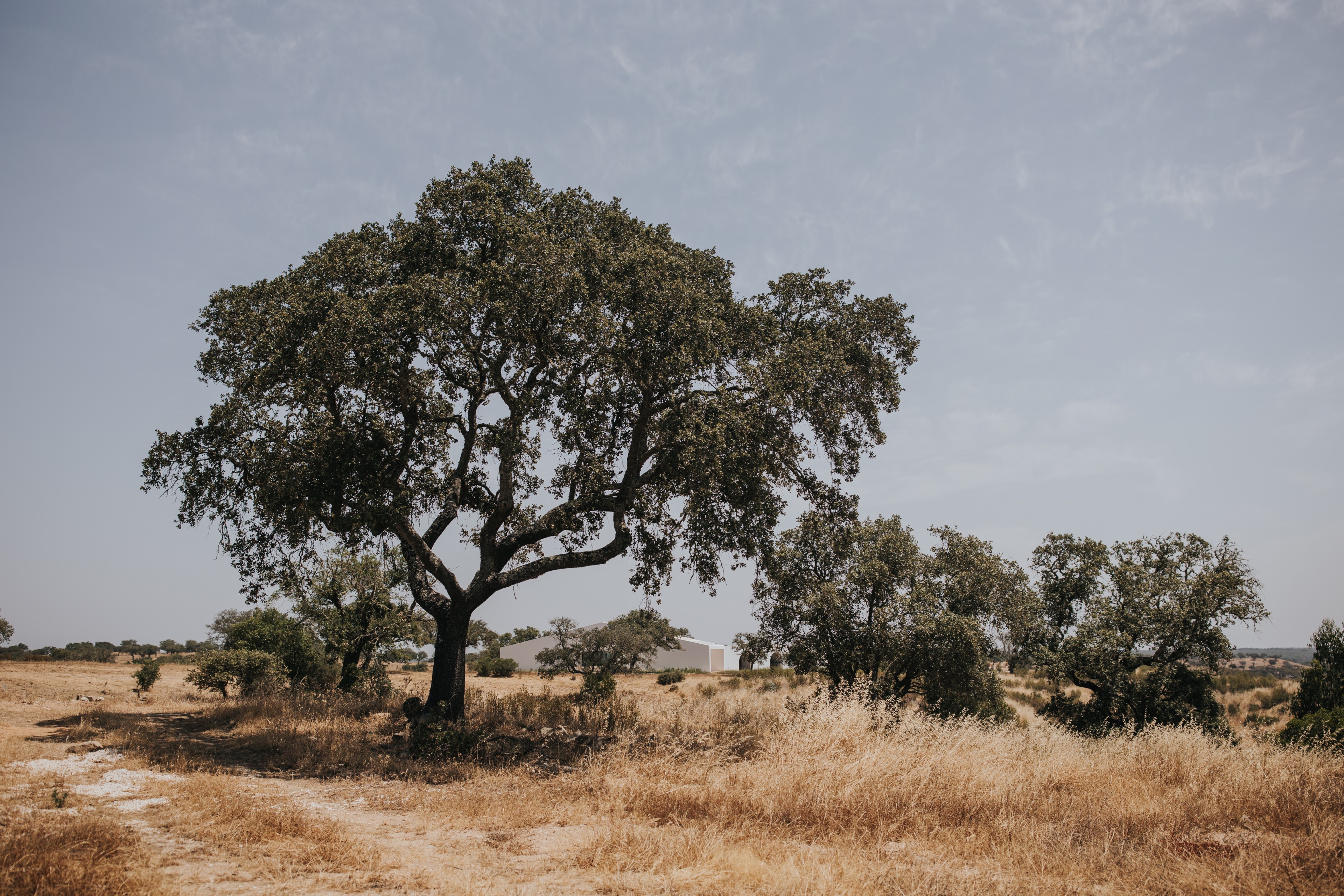 Scoutaround White Logo