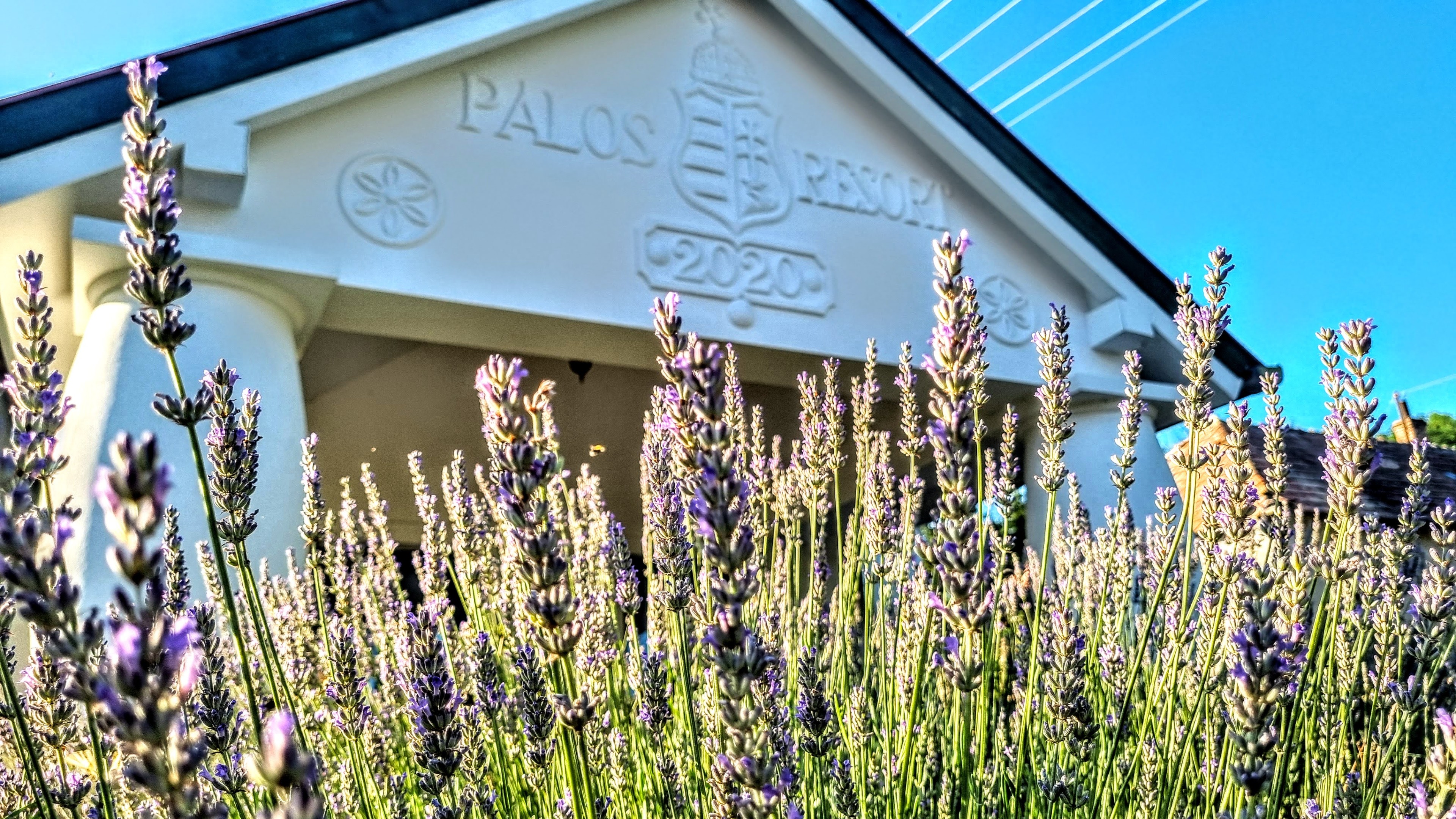 Scoutaround White Logo