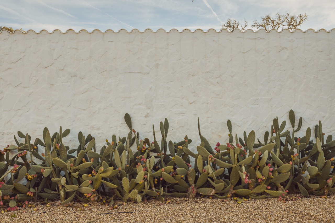 Scoutaround White Logo