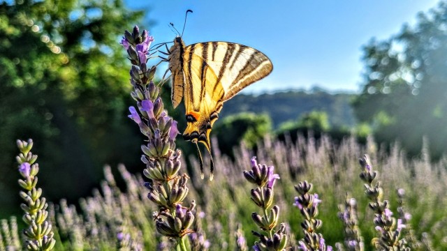 20 hectare traditional ranch
