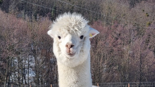 20 hectare traditional ranch